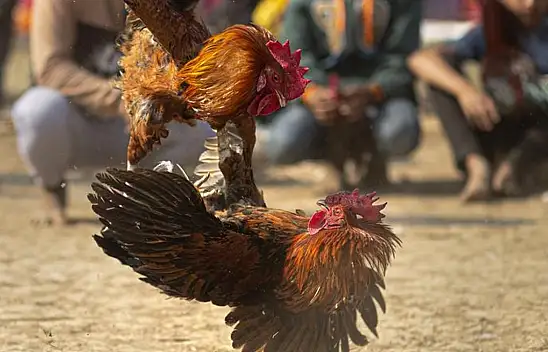 Horoz dövüştürenlere 464 bin 508 TL ceza