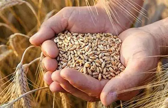 Hububatın Kalbi Adana'da Atacak