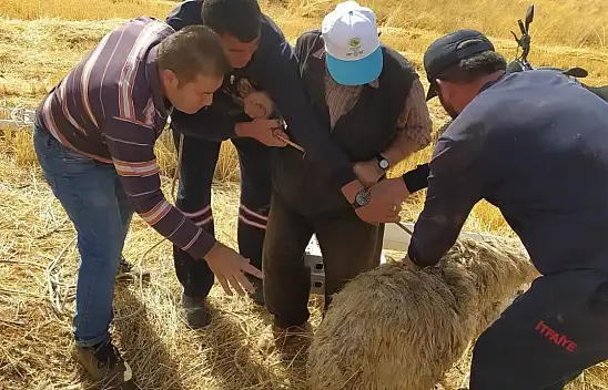 Hüyük'te koyun operasyonu