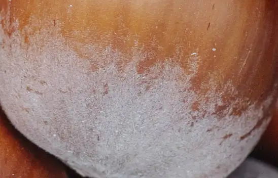 İçini yiyip kabuğunu çöpe atmıştık. Meğer faydası kabuğundaymış!