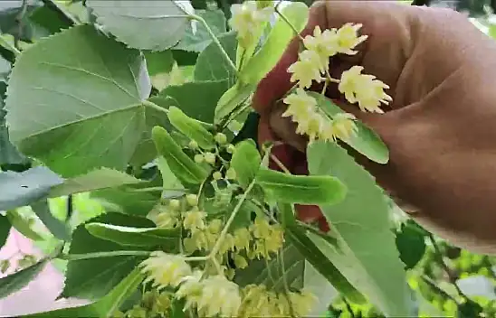 Ihlamuru doğru kaynatma tekniği! Çayın faydasını uçurup yok etmeyin