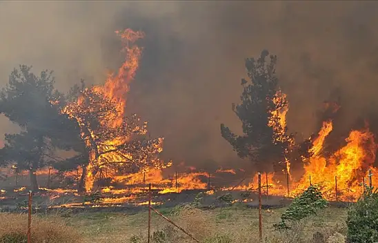 ihmal ve kazalar orman yangınlarını tetikledi