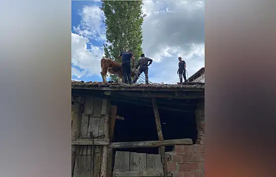 İnek çatıya çıktı...