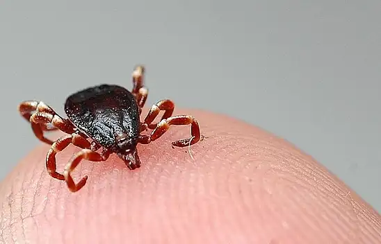 İngiltere'de ensefalit hastalığı görüldü