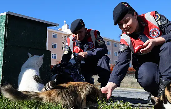Jandarmanın, sokak hayvanlarına şefkatli eli dokunuyor