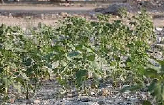 Kahramanmaraş'da akıllara durgunluk veren olay!