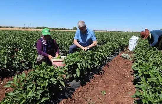 Karaman'da domates ve salatalığın kilosu 1 TL'den satılıyor