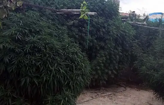 Karapınar'da operasyon! Çok sayıda hint keneviri ele geçirildi