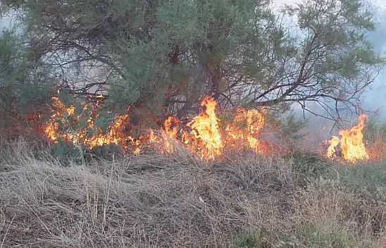 Karga anız yangı çıkarttı
