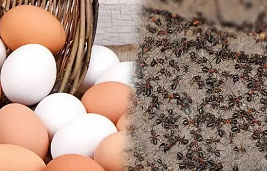 Karıncalar kabusunuz olmasın. Evde bu alanlara yumurta koyun bir daha gelmiyorlar