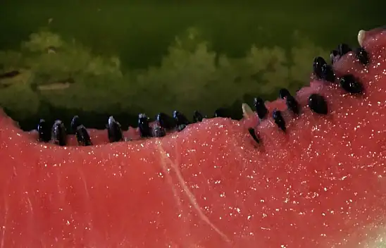 Karpuz çekirdeğini sakın atmayın! Tüketilmesi o hastalık için bire bir şifa!