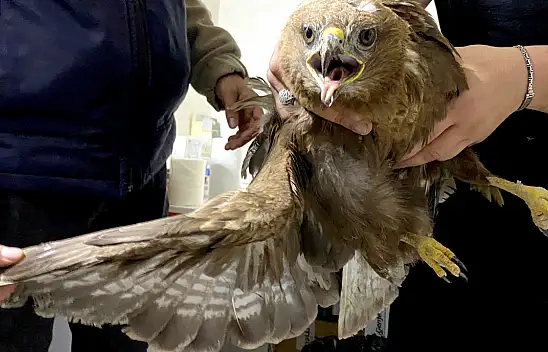 Kars'ta yaralı bulunan kızıl şahin, koruma altına alındı