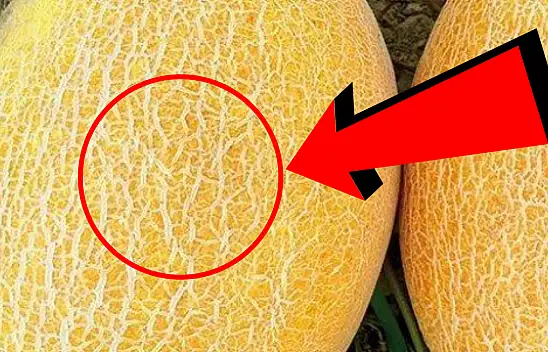 Kavunu bu şekilde seçince bal gibi çıkıyor. Koklamak ve dokunmak doğru değil…