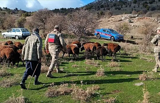 Kaybolan 40 koyun dron sayesinde bulundu!