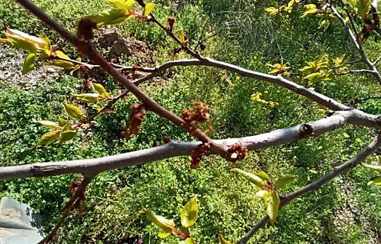 Kayısıları don vurdu