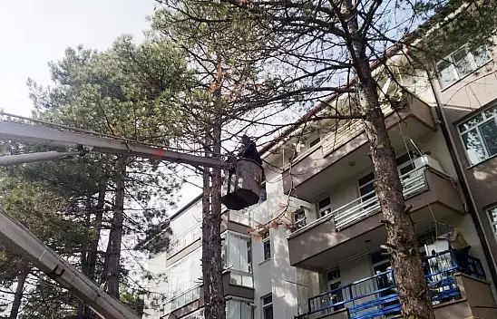 Kedi çam ağacında mahsur kaldı