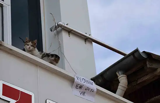 Kedi için balkonuna ekmek atanları şu yazıyla uyardı!