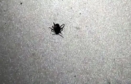 Kene vakalarında artış. Aman dikkat!