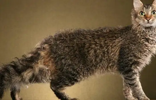 Kıvırcık tüyleriyle dikkat çeken LaPerm kedisi