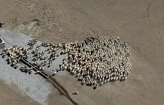 Konya Büyükşehir hazırladığı sıvatlarla hayvanlara can suyu olmaya devam ediyor