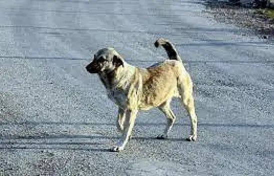 Konya'da 8 yaşındaki çocuğa sahipsiz köpekler saldırdı