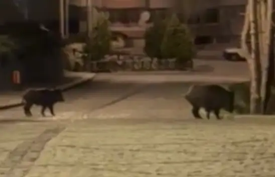 Konya'da aç kalan domuzlar şehre indi