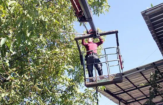 Konya'da ağaçtan düşme vakalarının önüne geçmek için cevizleri vinçle topluyorlar