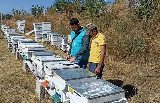 Konya'da arılı kovan sayımları sürüyor
