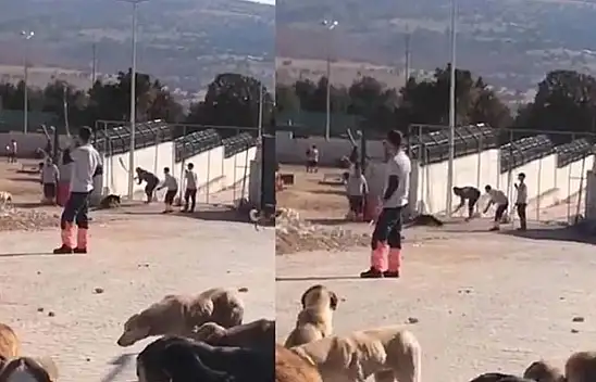 Konya'da barınakta köpeğe eziyet ederek öldüren sanıkların cezası belli oldu
