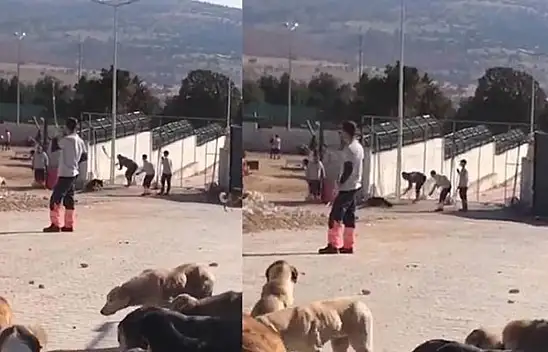 Konya'da barınakta köpeğe eziyet ederek öldüren 2 sanık hakkındaki cezaya itiraz edildi