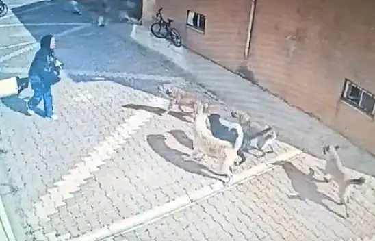 Konya'da başıboş köpeklerin saldırısına uğrayan kız o anları anlattı