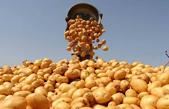 Konya'da belediye ücretsiz patates dağıtacak! İşte yeri ve tarihi...