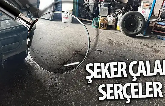 Konya'da bir iş yerinde şeker çalan serçeler ilginç görüntüler oluşturdu