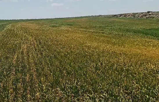 Konya'da bitki gelişimi geriledi