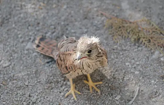 Konya'da bitkin halde bulundu tedavi altına alındı