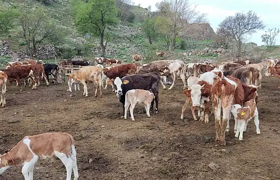 Konya'da bu mahallelere canlı hayvan girişi yasaklandı