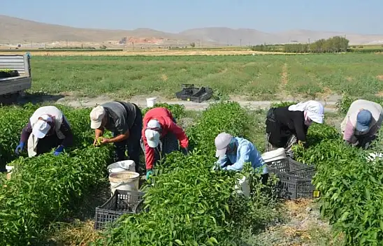 Konya'da bu ürünler tarladan direkt halka ulaşıyor