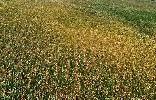 Konya'da çiftçilere önemli uyarı