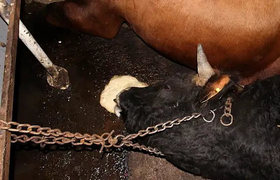 Konya'da devrilen tırda 2 büyükbaş hayvan telef oldu!