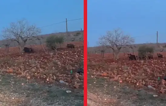 Konya'da domuz alarmı! Ova tehlike altında...