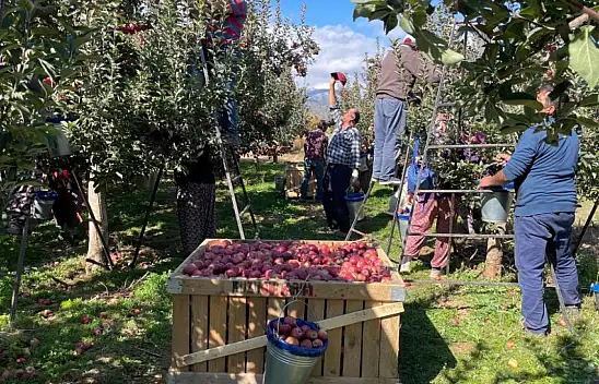 Konya'da elma hasadı devam ediyor