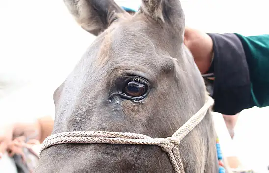 Konya'da eşekler yarıştı