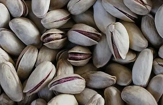 Konya'da fıstık hasadı sürüyor