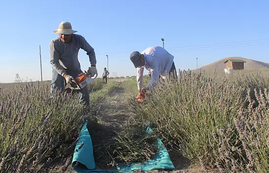 Konya'da hasadı başladı. Kilosu 850 ile 950 lira arasında alıcı buluyor