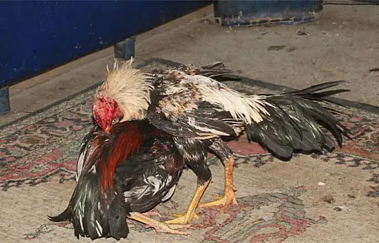 Konya'da hayvan koruma derneğinde horoz dövüşü