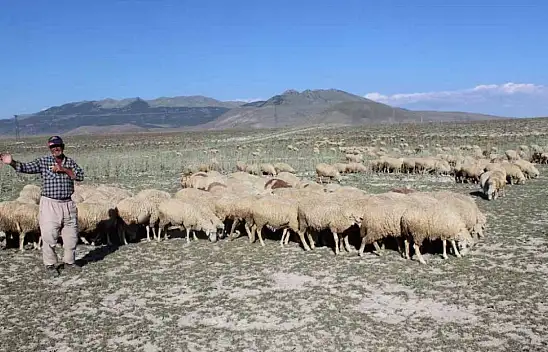 Konya'da hayvancıların umudu oldu