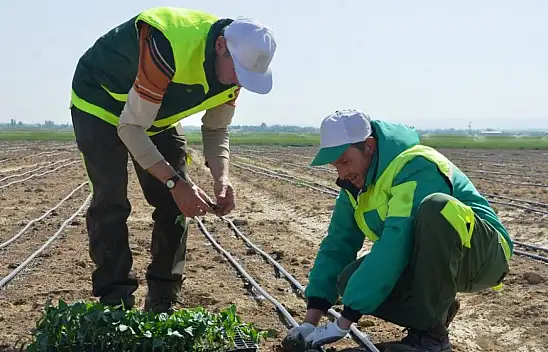 Konya'da ilk fide ekimi gerçekleştirildi