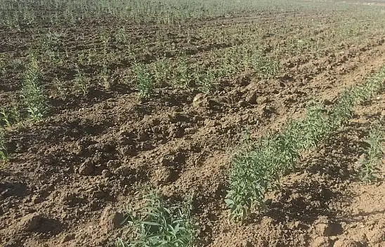 Konya'da kıraç alan sorunu! O ürün tehlike altında...