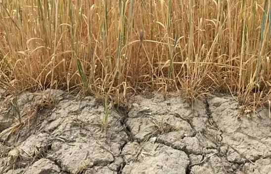 Konya'da kuraklık alarmı: 2026 sulama sezonunda kısıtlı sulama uygulanacak