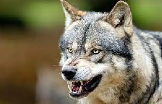 Konya'da kurt saldırısı